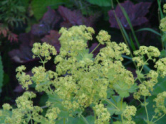 Alchemilla mollisFraaie vrouwenmantel bestellen